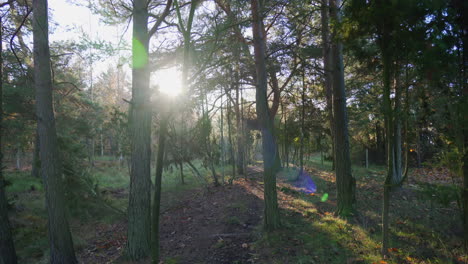 Herbstspaziergang-Am-Frühen-Morgen-Im-Wald