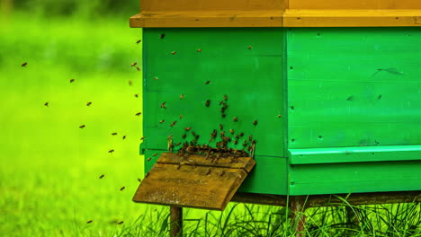 Close-up-time-lapse-of-bees-moving-in-and-out-of-green-beehive,-bee-farming