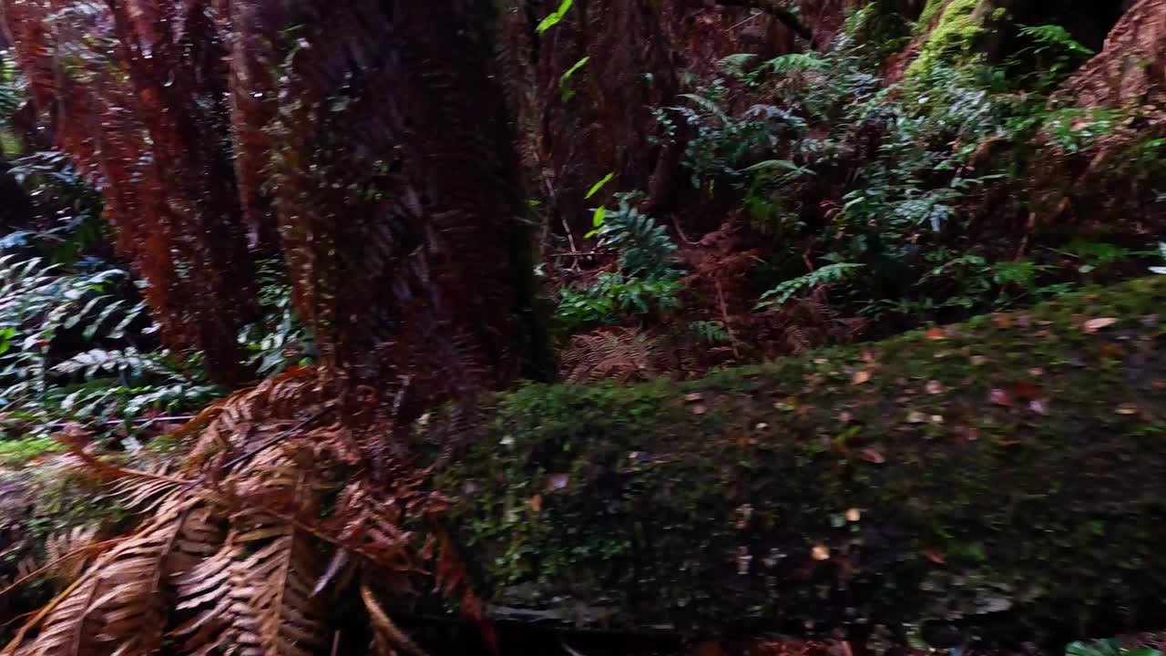 vegetación exuberante y árboles cubiertos de musgo