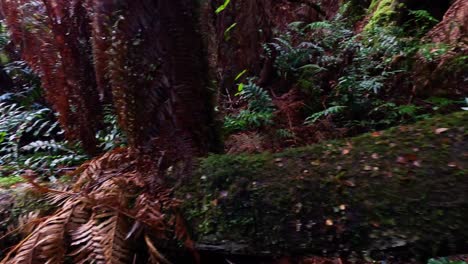 lush greenery and moss-covered trees