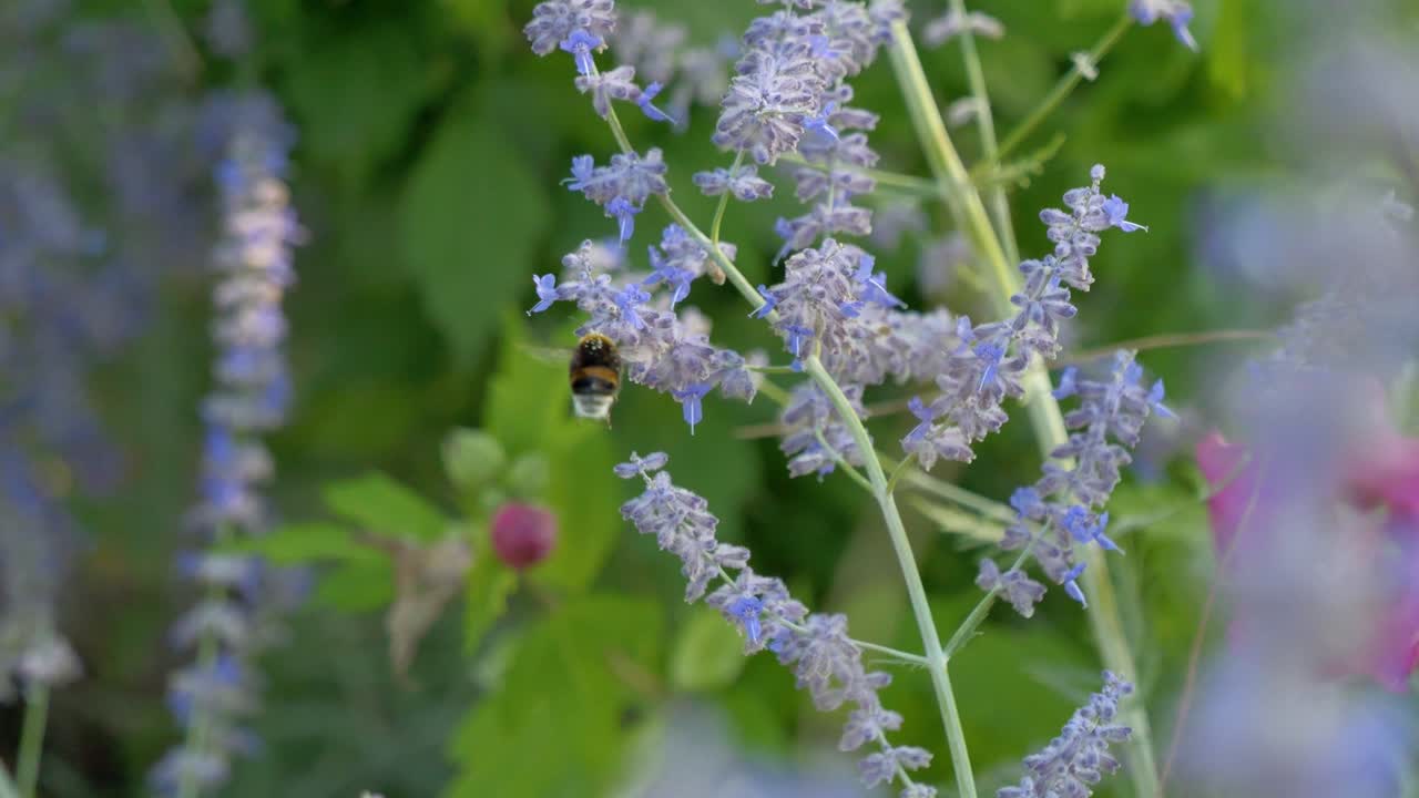 un abejorro volando para polinizar las pequeñas flores moradas en un parque con flores rosas en el fondo