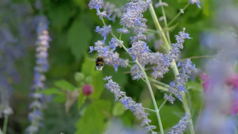 Eine-Hummel,-Die-Fliegt,-Um-Die-Kleinen-Lila-Blumen-In-Einem-Park-Mit-Rosa-Blumen-Im-Hintergrund-Zu-Bestäuben