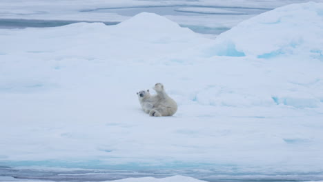 Gracioso-Oso-Polar-Tumbado-Sobre-El-Hielo-Y-Mirando-A-La-Cámara.