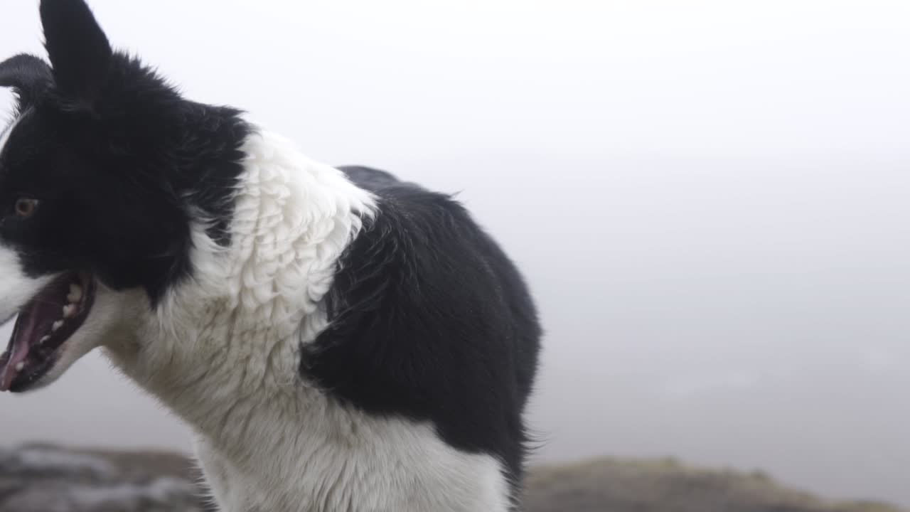슬로우 모션: 아름다운 흑백 보더 콜리가 환경을 관찰합니다.