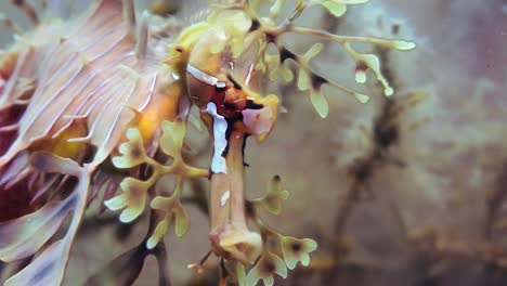 Dragón-De-Mar-Frondoso-Con-Huevos-Macro-Primeros-Planos-4k-Cámara-Lenta