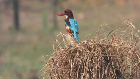 Eisvogel-I-Teichgebiet