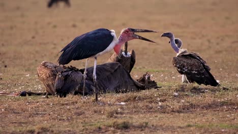 flock of wild scavenger vultures and marabou stork feeding on rotten wildebeest corpse on a hot summer day in dryland in serengeti african savanna, kenya, africa