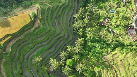 rice terrace top down view - bali indonesia