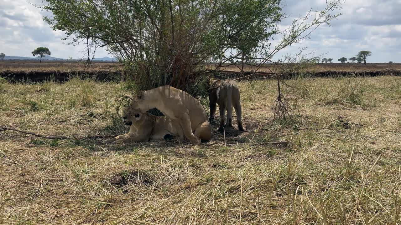 3 마사이 사자 (panthera leo massaicus) 가 탄자니아의 타랑기레 국립공원 (tarangire national park) 의 덤불 그늘에서 휴식을 취하고 있다.