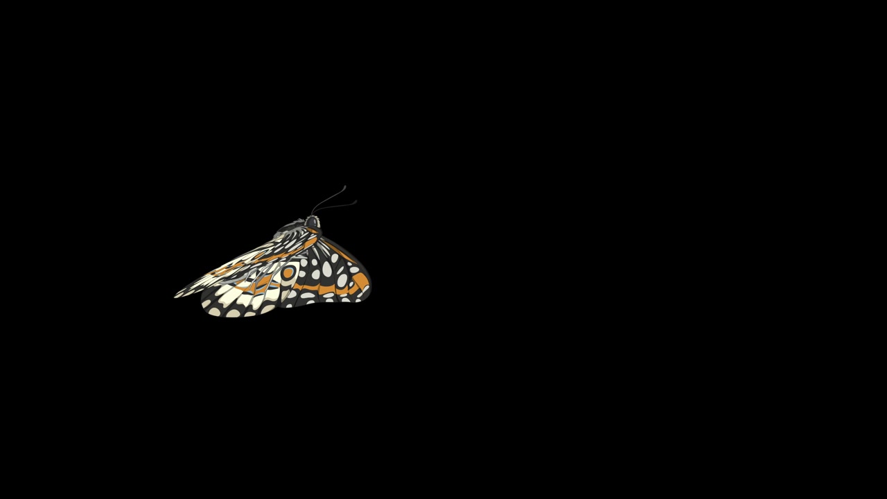 Animation eines fliegenden Schmetterlings auf weißem und schwarzem Hintergrund