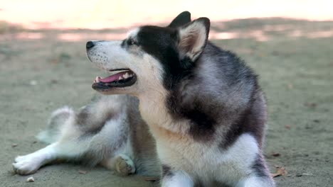 Close-up-of-a-dog's-face,-a-Husky-with-blue-and-brown-eyes-looks-directly-at-the-camera