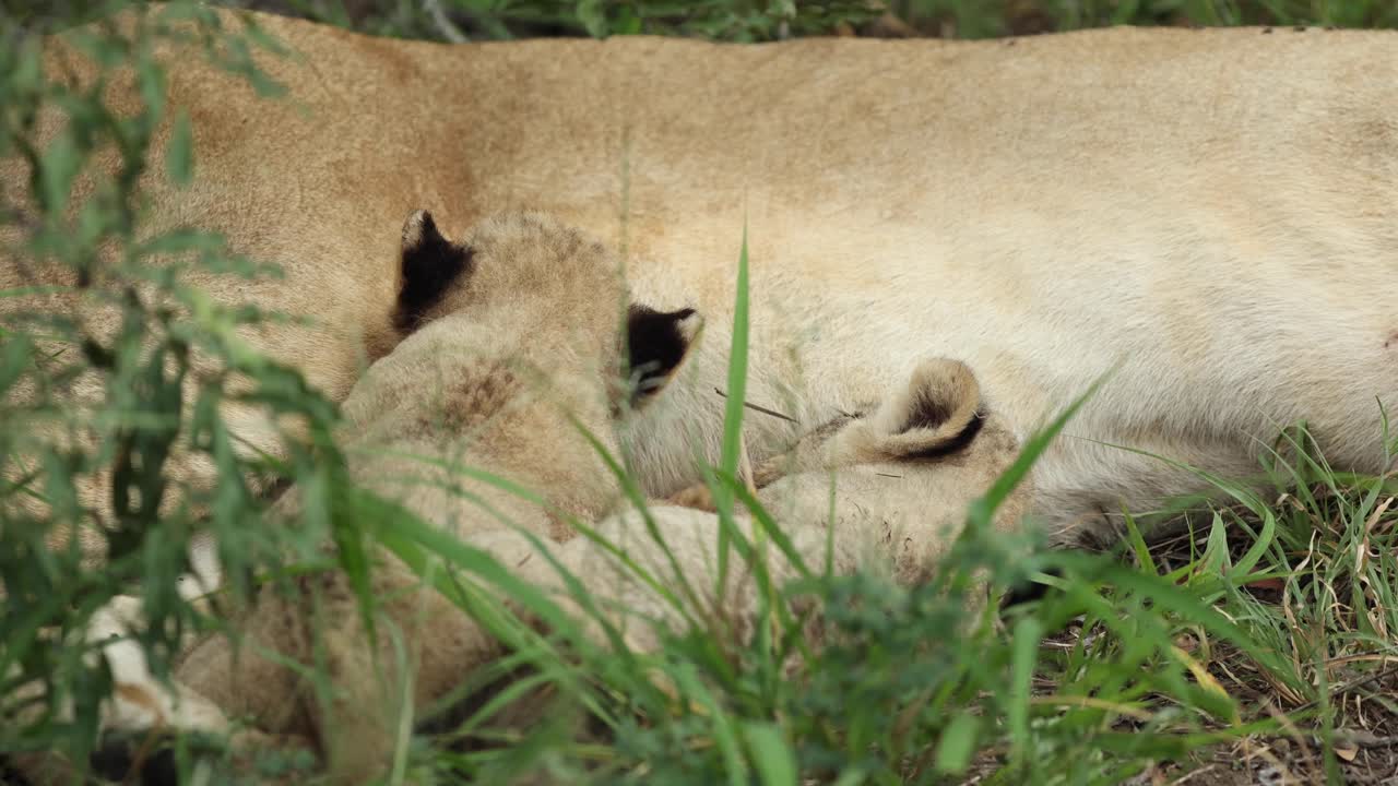 medium close-up van twee kleine leeuwenwelpen, grotere kruger