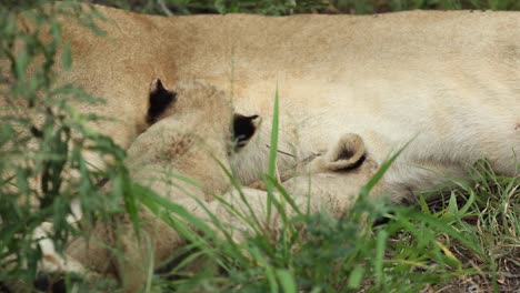 medium closeup of two tiny lion cubs suckling, greater kruger