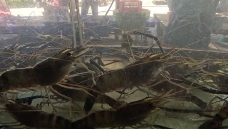 prawns moving among branches in a tank.