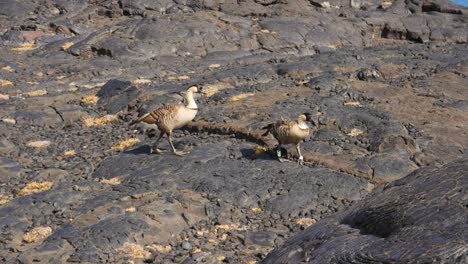 Hawaiianische-Ne-Ne-Gänse,-Die-An-Einem-Windigen-Tag-über-Die-Lavaströme-In-Der-Nähe-Des-Pazifischen-Ozeans-Laufen