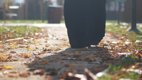 autumn walk in the park