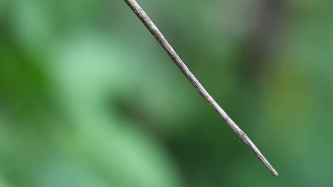 Close-footage-of-a-Crimson-Red-faced-Skimmer,-Orthetrum-Chrysis,-lingering-on-a-twig-and-takes-off-to-return-and-flies-again-as-seen-at-a-tropical-forest,-Thailand,-Kaeng-Krachan-National-Park