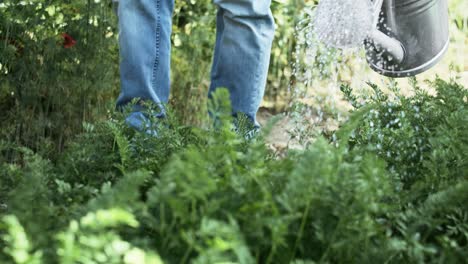 Detail-video-of-watering-vegetables-with-a-watering-can