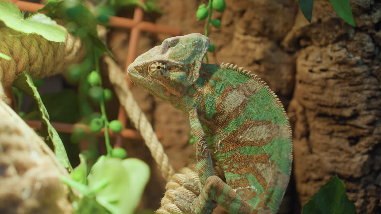 Close-up of colorful chameleon perched on textured rope in leafy habitat, blending seamlessly with environment as eye rotates independently in slow, deliberate movement against earthy background
