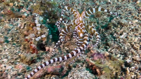 wonderpus hurgando en el fondo del mar con sus tentáculos en busca de presa