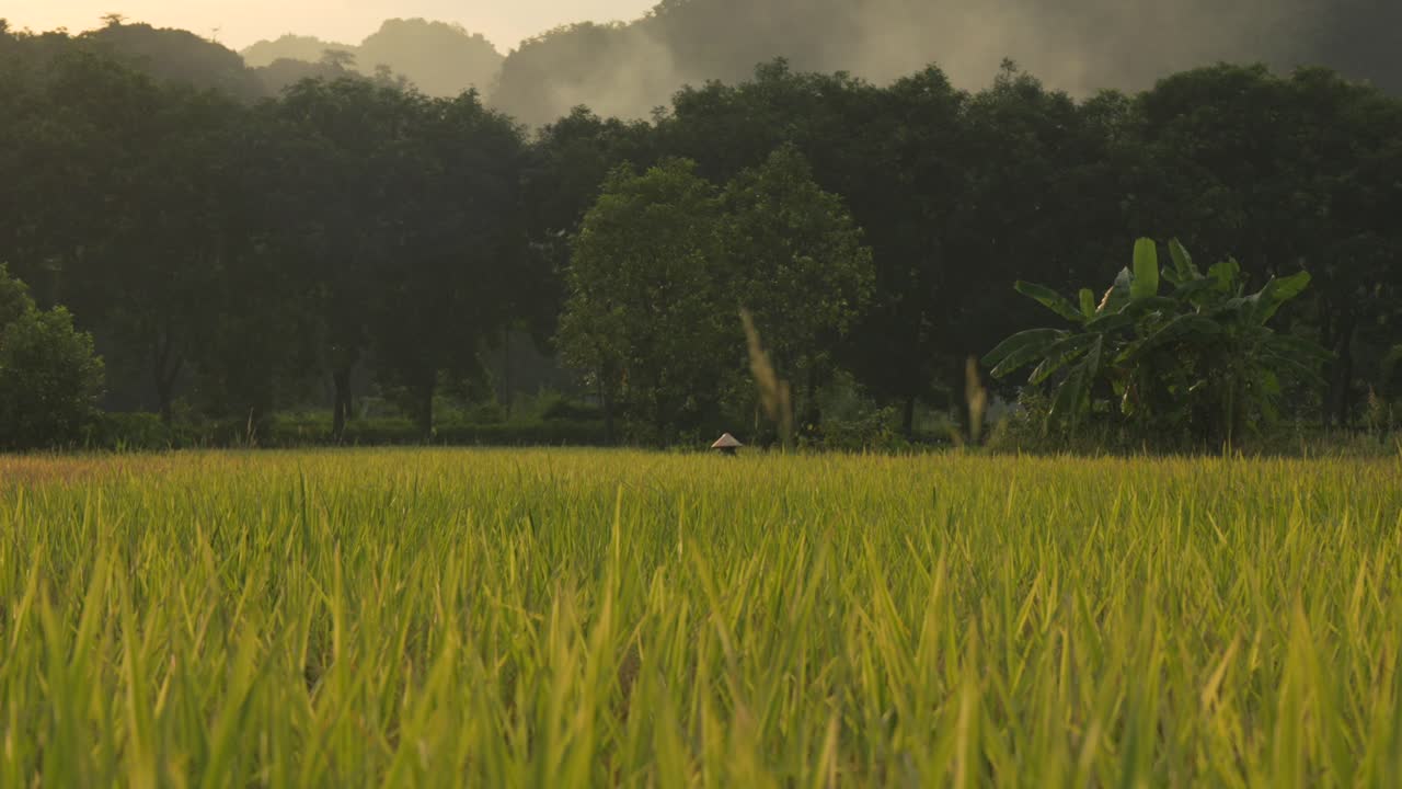 ชาวนาชาวเวียดนามสวมหมวกแบบดั้งเดิมดูแลพืชข้าว เพิ่มชีวิตชีวาให้กับภูมิทัศน์ที่มีชีวิตชีวาของ Ninh Binh