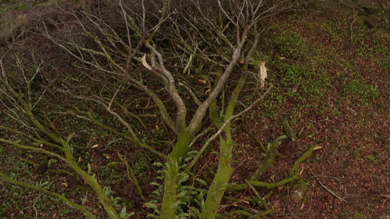 Storm aftermath with uprooted trees and scattered leaves in a forest clearing, drone tilt down to broken old trees snapped from winds