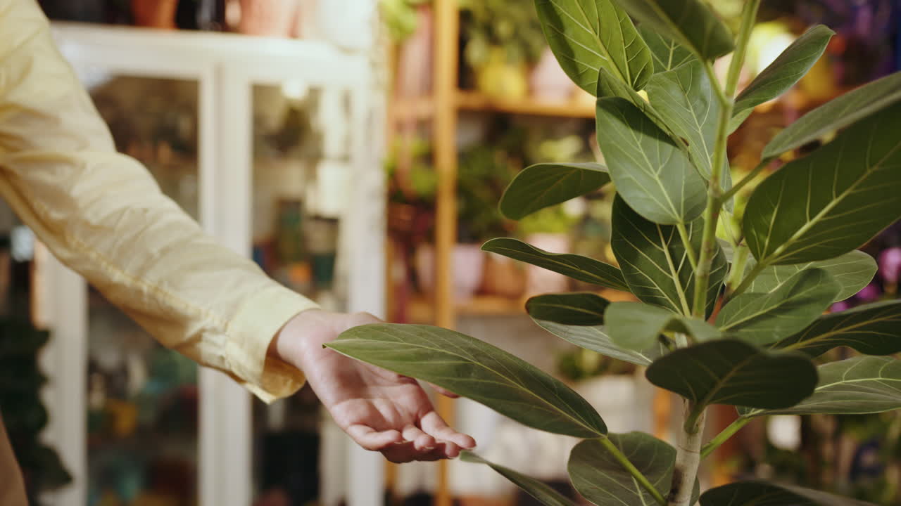 mujer limpiando plantas de interior en una tienda de flores