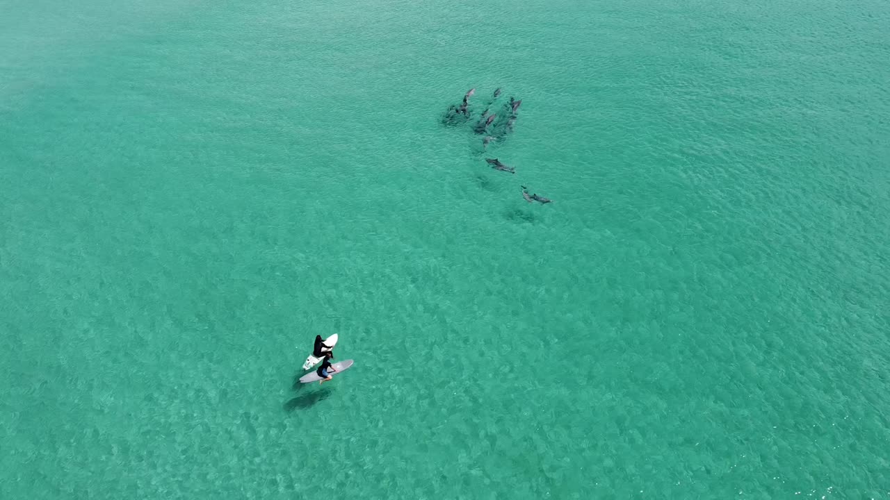 돌고래 의  을 지켜보고 있는 두 명 의 서퍼 들 이 그들의 보드 에 앉아 있는 공중 풍경