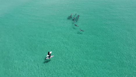 una vista aérea de dos surfistas sentados en sus tablas observando un grupo de delfines