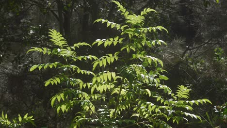 Green-leaves-branch-moving-with-wind,-Australian-nature-flora,-dense-forest