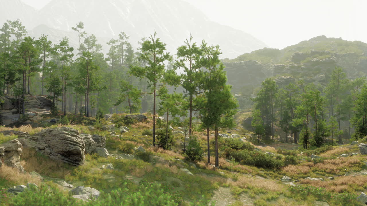 평화로운 산림 풍경