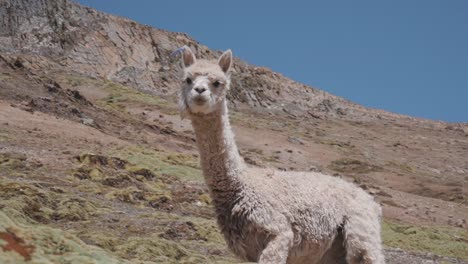 close up of an alpaca in the andes