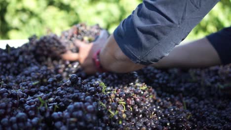 Slowmo---Close-up-woman-hands-moving-blue-grapes