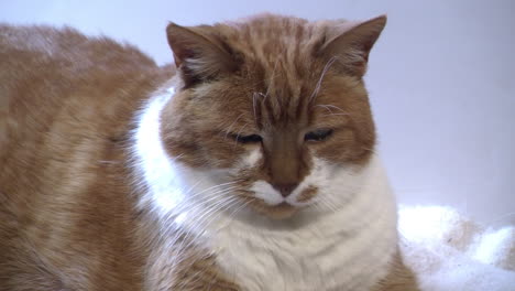 close-up of an elderly diabetic cat resting