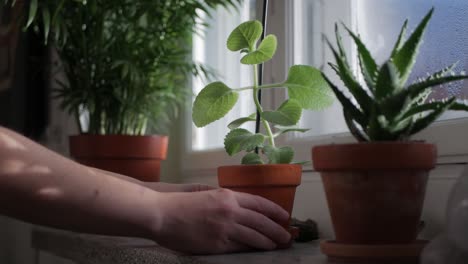 female hands put a potted plant on windowsill at home