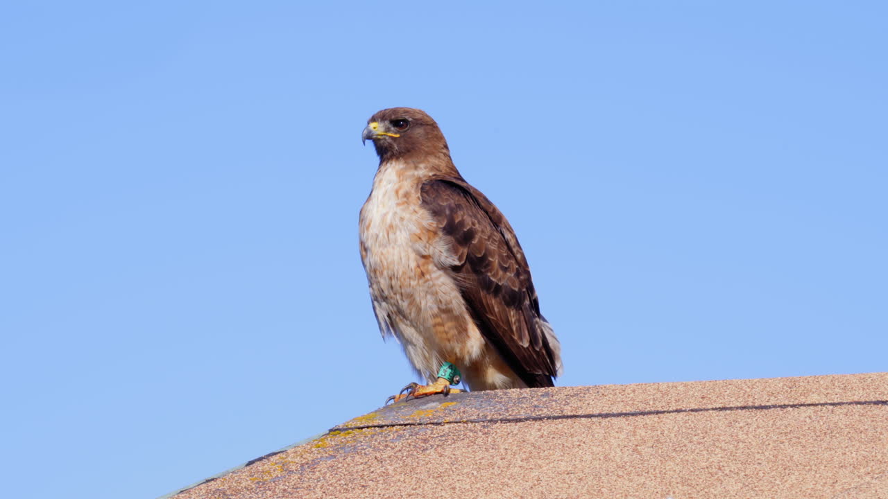 un halcón de cola roja posado en un techo que escanea el área en busca de presas