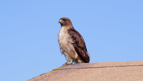 a red-tailed hawk perched on a rooftop scanning the area for prey