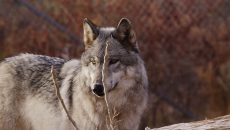 Wolf-Leckt-Lippen-In-Zeitlupe