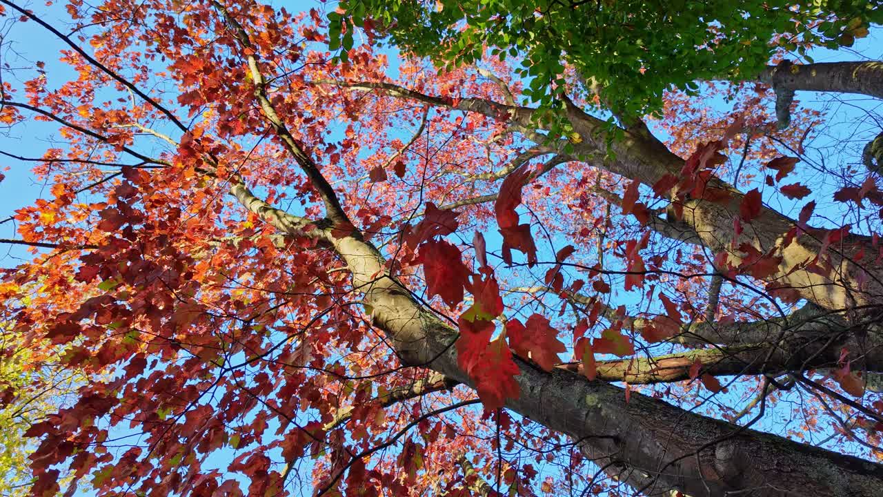 Low-angle view looking up at tree with vibrant red and green autumn leaves with clear blue sky in background