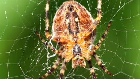 una gran araña cruzada se sienta en su telaraña y acecha en busca de presas
