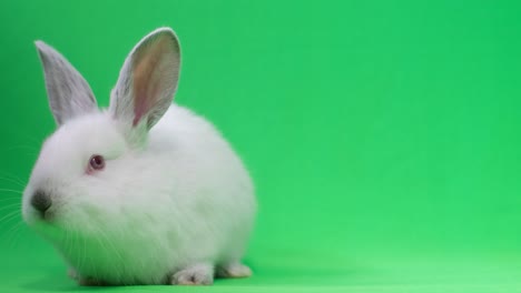 cute white rabbit on green screen background