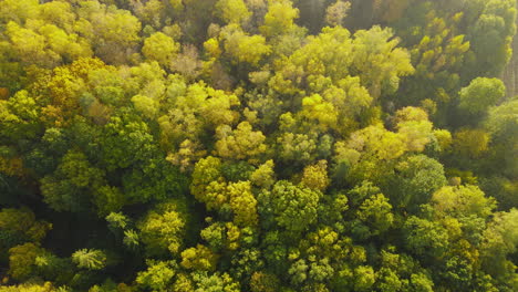 Erstaunliche-Drohnenantenne-Aus-Der-Vogelperspektive-über-Grünem-Und-Gelbem-Herbst---Herbstbäume-Während-Des-Tages