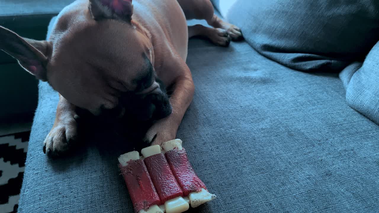 Close-up dog is lying front paws very intensively, dolly camera move