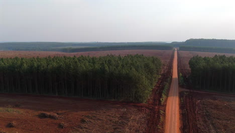 eucalyptus plantation along a dirt road, deforestation and reforestation concept