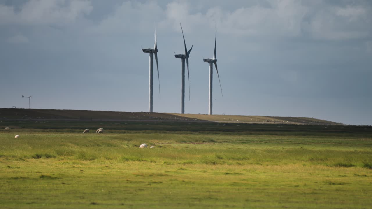 무성한 푸른 들판에 양 떼