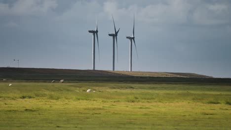 A-flock-of-sheep-on-the-lush-green-field