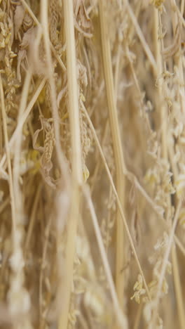 dried plants close-up