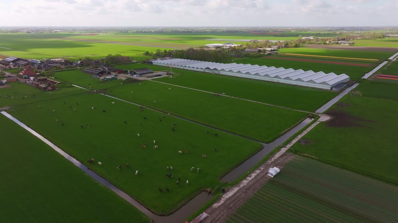 Oversigtsbillede af kvæg mellem marker og drivhuse, Holland
