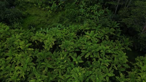 Jungle-trees-followed-by-mountains-on-a-cloudy-morning-in-the-East-of-Bali,-aerial