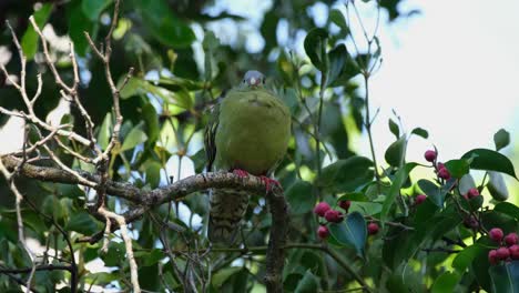 visto encaramado en una rama después de alimentarse de frutas mientras mira a su alrededor, paloma de pico grueso treron curvirostra, tailandia